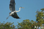Cocoi Heron (Ardea cocoi)