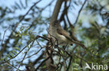 Southern Beardless-Tyrannulet (Camptostoma obsoletum)