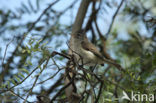 Southern Beardless-Tyrannulet (Camptostoma obsoletum)