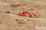 Ghost Crab (Ocypode spec.)