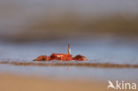 Ghost Crab (Ocypode spec.)