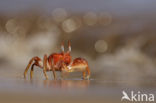 Ghost Crab (Ocypode spec.)