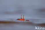 Ghost Crab (Ocypode spec.)