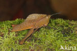 Grasshopper