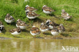 Ruddy Turnstone (Arenaria interpres)