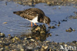 Steenloper (Arenaria interpres)