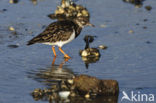 Steenloper (Arenaria interpres)