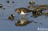 Steenloper (Arenaria interpres)