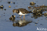 Steenloper (Arenaria interpres)