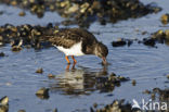 Steenloper (Arenaria interpres)