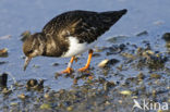 Steenloper (Arenaria interpres)