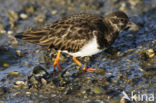 Steenloper (Arenaria interpres)