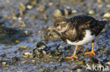 Steenloper (Arenaria interpres)