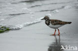 Ruddy Turnstone (Arenaria interpres)
