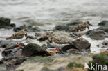 Ruddy Turnstone (Arenaria interpres)