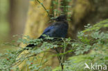 Stellers Gaai (Cyanocitta stelleri)