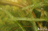 Stomp fonteinkruid (Potamogeton obtusifolius) 
