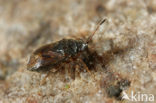 Stygnocoris sabulosus