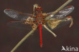 Sympetrum gilvum