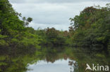 Tamshiyacu Tahuayo Reserve