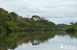 Tamshiyacu Tahuayo Reserve