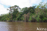 Tamshiyacu Tahuayo Reserve