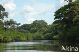 Tamshiyacu Tahuayo Reserve