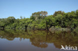 Tamshiyacu Tahuayo Reserve