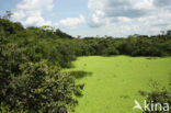 Tamshiyacu Tahuayo Reserve