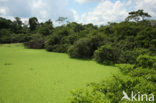 Tamshiyacu Tahuayo Reserve