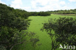 Tamshiyacu Tahuayo Reserve