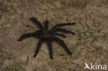 Tarantula sp.