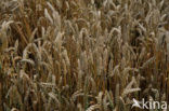 Wheat (Triticum spec.)