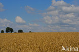 Wheat (Triticum spec.)