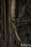 Amazon tree boa (Corallus hortulanus)
