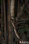 Tuinboa (Corallus hortulanus)