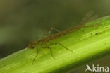 Variabele waterjuffer (Coenagrion pulchellum)