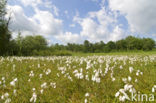 Veenpluis (Eriophorum angustifolium)