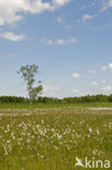 Veenpluis (Eriophorum angustifolium)