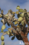 Indian fig