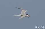 Common Tern (Sterna hirundo)