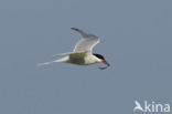 Common Tern (Sterna hirundo)