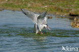 Common Tern (Sterna hirundo)