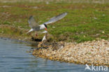 Common Tern (Sterna hirundo)