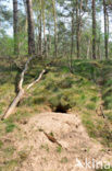 Fox (Vulpes vulpes)