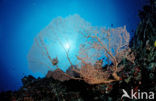 Sea Fan