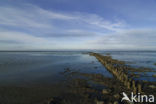 Waddensea