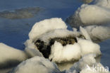 Waddenzee