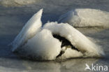 Waddensea