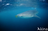 Whale shark (Rhincodon typus) 